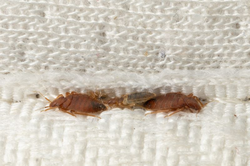 Bedbug Furniture Removal
