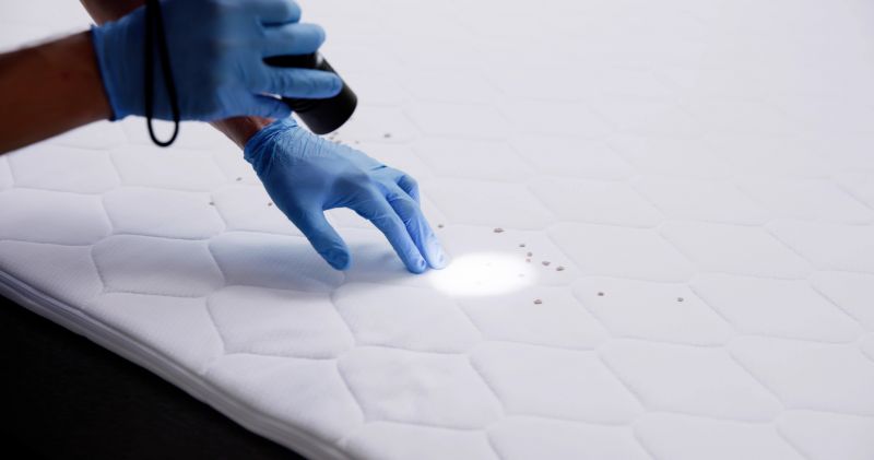 Bedbug Furniture Removal
