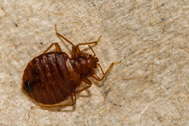 Bedbug Furniture Removal