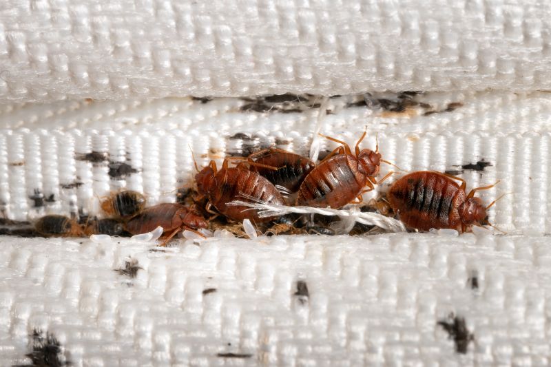 Bedbug Furniture Removal